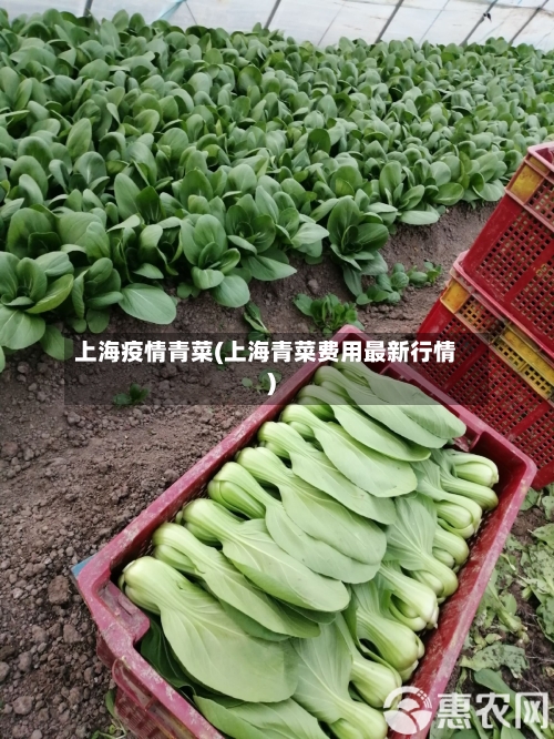 上海疫情青菜(上海青菜费用最新行情)-第1张图片