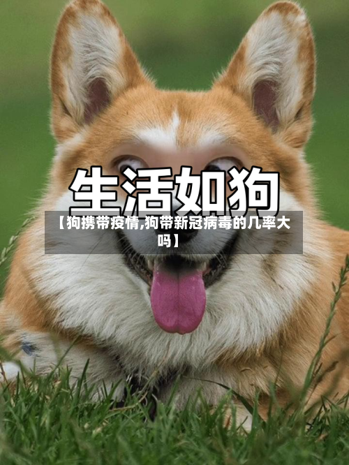 【狗携带疫情,狗带新冠病毒的几率大吗】-第2张图片