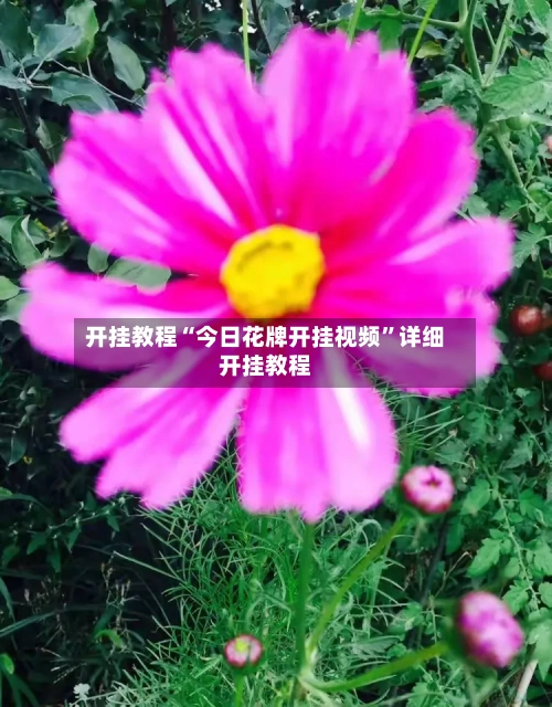 开挂教程“今日花牌开挂视频”详细开挂教程-第2张图片