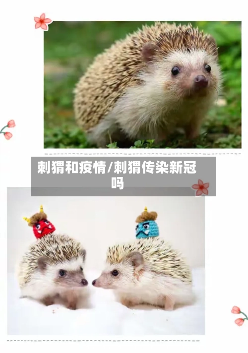 刺猬和疫情/刺猬传染新冠吗-第1张图片