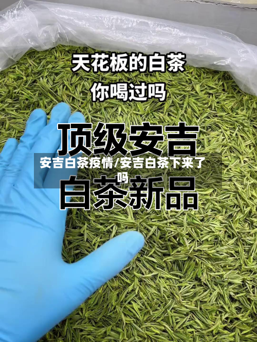 安吉白茶疫情/安吉白茶下来了吗-第2张图片